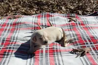 Dusty, a male Golden Retriever for sale in Rutledge, MO – Photo 2 of 5
