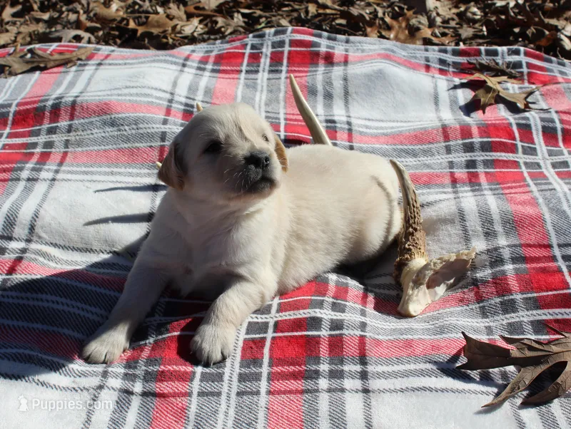 Dusty – Golden Retriever puppy for sale in Rutledge, MO