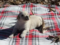 Dusty, a male Golden Retriever for sale in Rutledge, MO – Photo 1 of 5