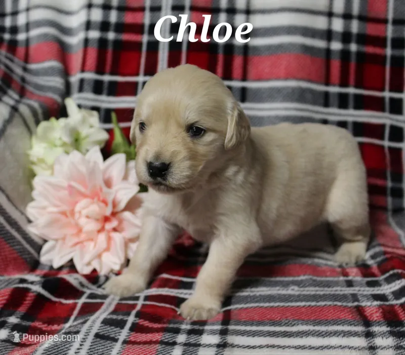 Chloe