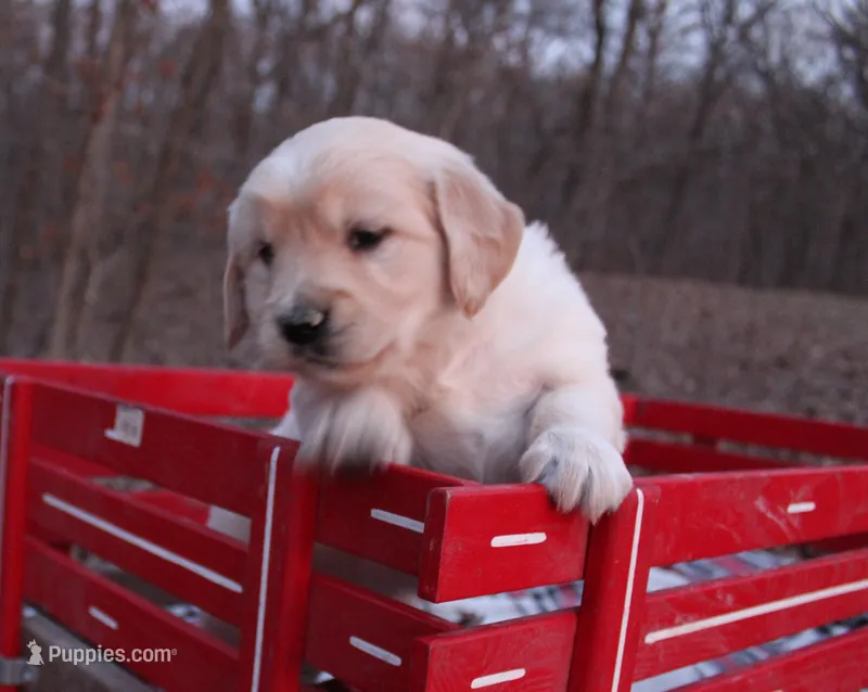 Dixie – Golden Retriever puppy for sale in Rutledge, MO