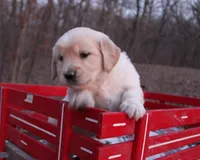 Dixie, a female Golden Retriever for sale in Rutledge, MO – Photo 1 of 6