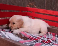 Dixie, a female Golden Retriever for sale in Rutledge, MO – Photo 4 of 6