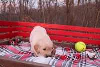 Dixie, a female Golden Retriever for sale in Rutledge, MO – Photo 3 of 6