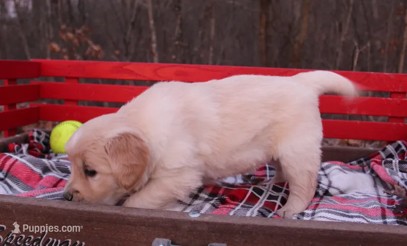 Dixie – Golden Retriever puppy for sale in Rutledge, MO