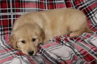 Bailey, a female Golden Retriever for sale in Rutledge, MO – Photo 3 of 5