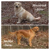 Bailey, a female Golden Retriever for sale in Rutledge, MO – Photo 4 of 5