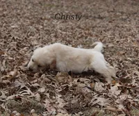 Christy, a female Golden Retriever for sale in Rutledge, MO – Photo 5 of 9