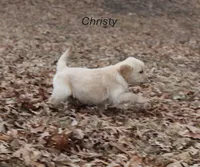 Christy, a female Golden Retriever for sale in Rutledge, MO – Photo 1 of 9