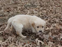 Christy, a female Golden Retriever for sale in Rutledge, MO – Photo 4 of 9