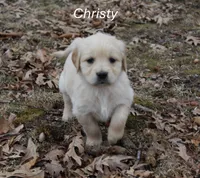 Christy, a female Golden Retriever for sale in Rutledge, MO – Photo 2 of 9