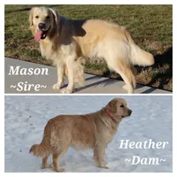 Christy, a female Golden Retriever for sale in Rutledge, MO – Photo 8 of 9