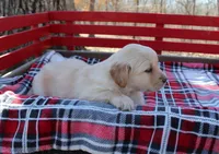 Dream, a female Golden Retriever for sale in Rutledge, MO – Photo 3 of 7
