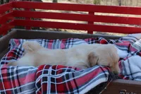 Dream, a female Golden Retriever for sale in Rutledge, MO – Photo 5 of 7