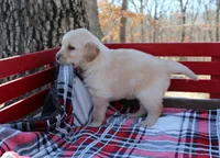 Dream, a female Golden Retriever for sale in Rutledge, MO – Photo 2 of 7