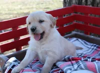 Dream, a female Golden Retriever for sale in Rutledge, MO – Photo 4 of 7
