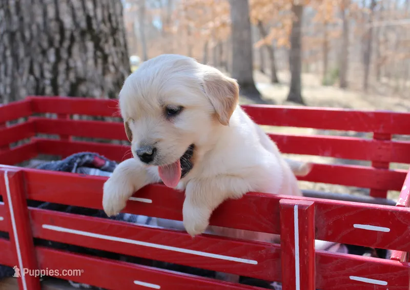 Dream – Golden Retriever puppy for sale in Rutledge, MO