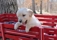 Dream, a female Golden Retriever for sale in Rutledge, MO – Photo 1 of 7