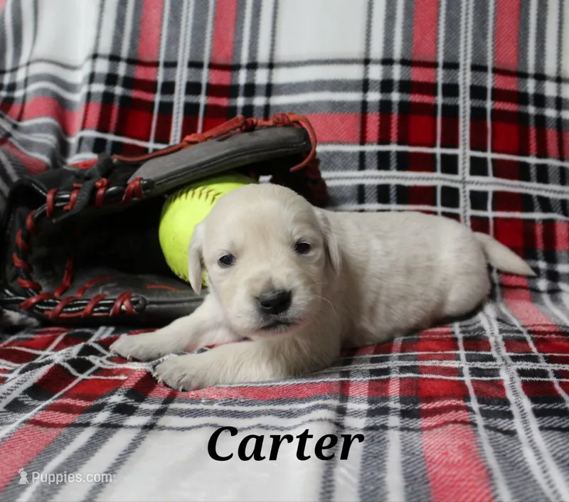 Carter
