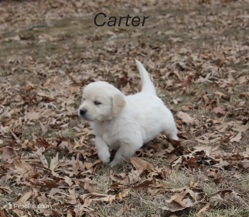 Carter