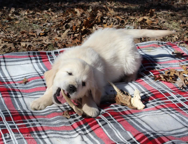 Carter – Golden Retriever puppy for sale in Rutledge, MO