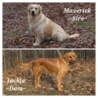 Bella, a female Golden Retriever for sale in Rutledge, MO – Photo 6 of 7