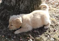Bella, a female Golden Retriever for sale in Rutledge, MO – Photo 4 of 7