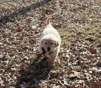 Bella, a female Golden Retriever for sale in Rutledge, MO – Photo 3 of 7