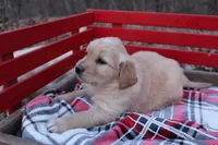 Daisy, a female Golden Retriever for sale in Rutledge, MO – Photo 5 of 7