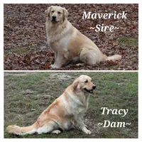 Daisy, a female Golden Retriever for sale in Rutledge, MO – Photo 6 of 7