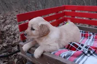 Daisy, a female Golden Retriever for sale in Rutledge, MO – Photo 2 of 7