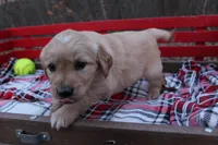 Daisy, a female Golden Retriever for sale in Rutledge, MO – Photo 3 of 7
