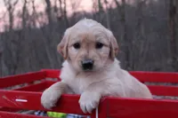 Daisy, a female Golden Retriever for sale in Rutledge, MO – Photo 1 of 7