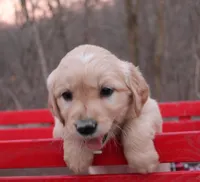 Daisy, a female Golden Retriever for sale in Rutledge, MO – Photo 4 of 7