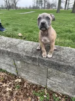 Promise, a female American Bully for sale in Fort Wayne, IN – 6 of 6