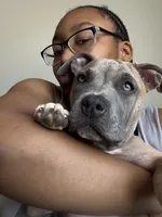 Promise, a female American Bully for sale in Fort Wayne, IN – 2 of 6
