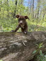 Zyair, a male American Bully and American Pit Bull Terrier for sale in Fort Wayne, IN – 4 of 6
