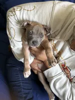Promise, a female American Bully for sale in Fort Wayne, IN – 5 of 6