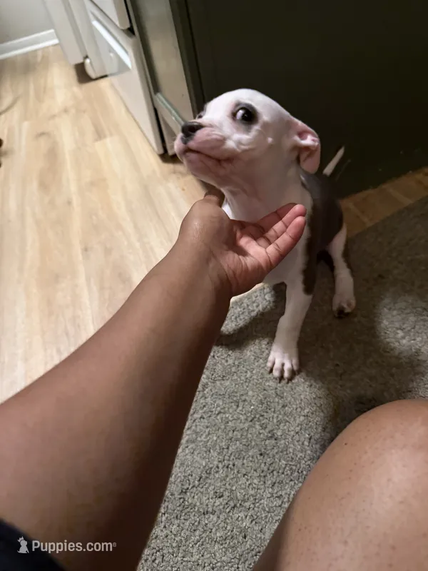 Angel – American Pit Bull Terrier puppy for sale in Fort Wayne, IN