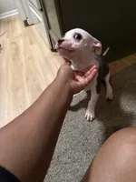 Angel, a female American Pit Bull Terrier for sale in Fort Wayne, IN – 1 of 5