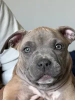 Promise, a female American Bully for sale in Fort Wayne, IN – 3 of 6