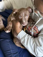 Zyair, a male American Bully and American Pit Bull Terrier for sale in Fort Wayne, IN – 2 of 6