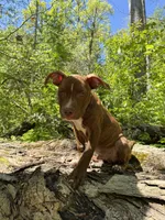 Zyair, a male American Bully and American Pit Bull Terrier for sale in Fort Wayne, IN – 6 of 6