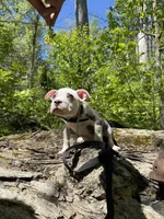 Angel, a female American Pit Bull Terrier for sale in Fort Wayne, IN – 5 of 5