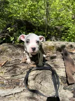 Angel, a female American Pit Bull Terrier for sale in Fort Wayne, IN – 2 of 5