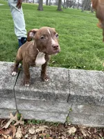 Zyair, a male American Bully and American Pit Bull Terrier for sale in Fort Wayne, IN – 3 of 6