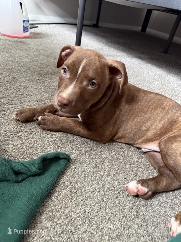 Zyair – American Bully, American Pit Bull Terrier puppy for sale in Fort Wayne, IN