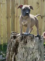 Promise, a female American Bully for sale in Fort Wayne, IN – 4 of 6