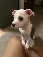 Angel, a female American Pit Bull Terrier for sale in Fort Wayne, IN – 3 of 5