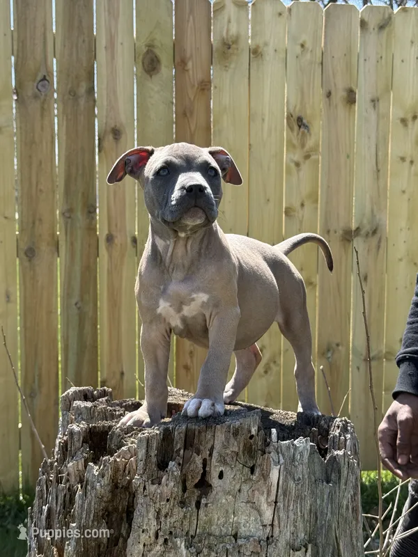 Promise – American Bully puppy for sale in Fort Wayne, IN